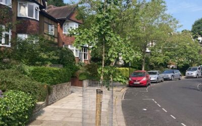 Our replacement street trees are flourishing