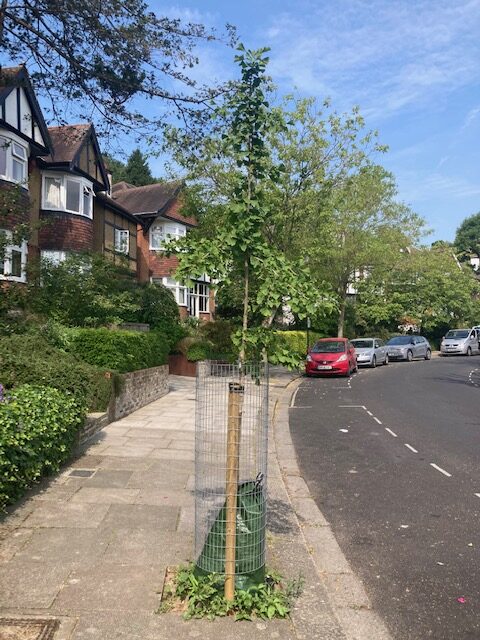 Our replacement street trees are flourishing